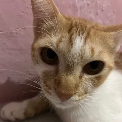 blvmaself's profile picture. ---