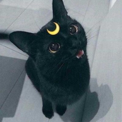 _Gilbie_'s profile picture. Ambivert
23