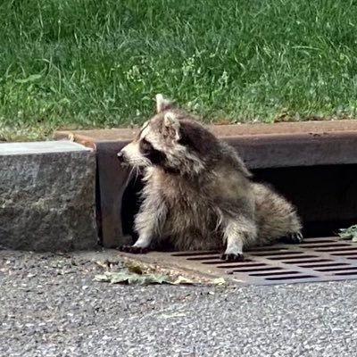 Racoon-maxxing | grug/acc I slopfluencer | banging on smart rock with shiny rock