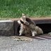Trash Panda 🦝 (@trashpandaemoji) Twitter profile photo Trash Panda 🦝 (@trashpandaemoji) Twitter profile photo