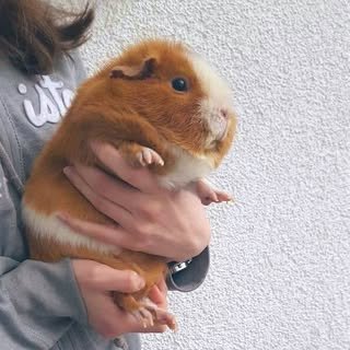 AyoNormie's profile picture. UNDER CONSTRUCTION
Uni student with a love of research in politics and history
For Business Inquiries Ayobusiness3942@gmail.com

RE Fan