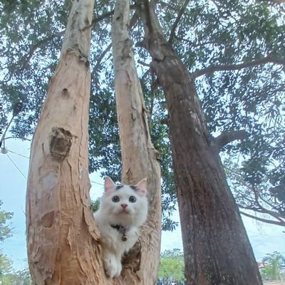 panda_hiccup's profile picture. sopan santun dan so fun santuy (: