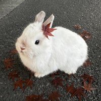 ☆ (@toasted___mamon) 's Twitter Profile