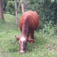 Opera (@operasiona89212) 's Twitter Profile