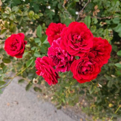 elephantineiris's profile picture. 