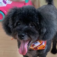 🎋🐹🐕🦺🐼☕️あられ。💐⚜️🤔🐯✨🐵🌈 (@a__chan413) 's Twitter Profile