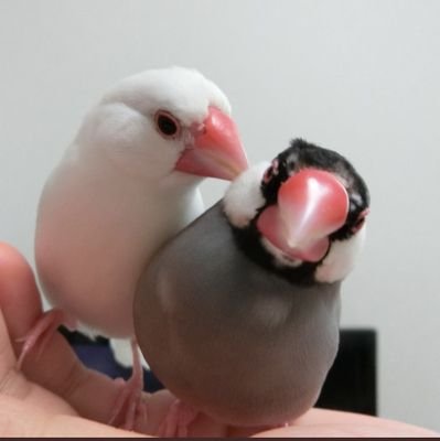 こめむぎさんのプロフィール画像