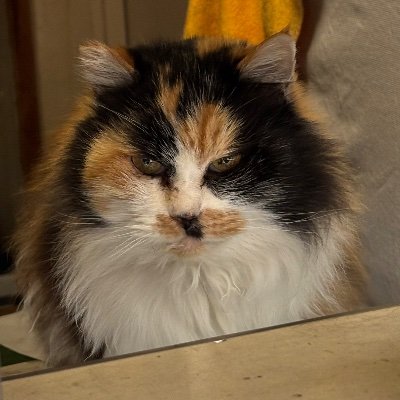 reiko24416964's profile picture. ユーミンが好きです❗️90年代の中学3年の頃、恋人がサンタクロースのメロディーに魅了されファンに🩷ユーミン楽曲のコードが好き🎹誠に恐縮ですが無言フォロー失礼致します❗️写真は近所の三毛猫ミーコです❗️あと旅行も好き✈️アジア方面(最近はタイ、台湾)