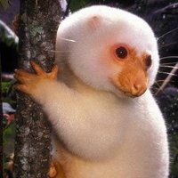 The Crypto Cuscus (@cryptocuscus) 's Twitter Profile