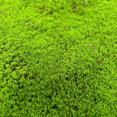 Ziriy_Hin's profile picture. 情報収集しています。無言フォロー失礼します。(基本ROM専です)