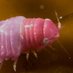 pink bug (@pinkloverbrat) Twitter profile photo pink bug (@pinkloverbrat) Twitter profile photo
