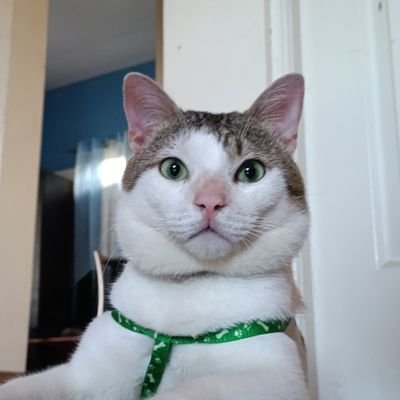 migzmet29's profile picture. Cat lover