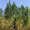 soht0's profile picture. DON'T PANIC: Plant 
🌱

agronomist and forest pedagogue stewarding @earthistdao @refi_med @keyardernegi @regen_network @SolarpunkGuild @kendirhemp
#ReFi #nature