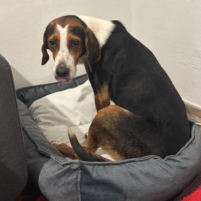 kornea__'s profile picture. 