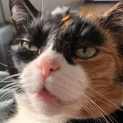 the most cat looking cat you’ve ever seen……….. sister of: @turtlethetortie