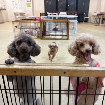いろんな理由で保護された犬猫のいのちを次の飼い主様につなぐ場所。施設利用料¥990で保護犬たちと触れ合っていただくことができます。トリミングサロン併設です。平日12時〜土日祝日11時〜(18時半最終入場、19時閉店)お問い合わせはこちらまで📞0476-37-4460