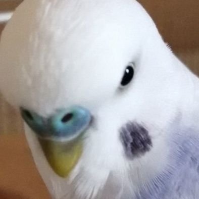 Budgie🐥ｾｷｾｲｲﾝｺ🇯🇵🏳️‍🌈🏳️‍⚧️ on X: 