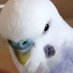 Budgie🐥セキセイインコ🇯🇵🏳️🌈🏳️⚧️ (@maxzhanglove) Twitter profile photo Budgie🐥セキセイインコ🇯🇵🏳️🌈🏳️⚧️ (@maxzhanglove) Twitter profile photo