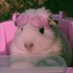Karcia 🐷 (@wheeeky) Twitter profile photo Karcia 🐷 (@wheeeky) Twitter profile photo