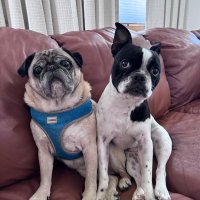 Winston & Osmond (Otto 🌈💔😭 KC) (@winstonpuddles) 's Twitter Profile Photo Winston & Osmond (Otto 🌈💔😭 KC) (@winstonpuddles) 's Twitter Profile Photo