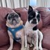 Winston & Osmond (Otto ๐๐๐ญ KC) (@winstonpuddles) Twitter profile photo Winston & Osmond (Otto ๐๐๐ญ KC) (@winstonpuddles) Twitter profile photo