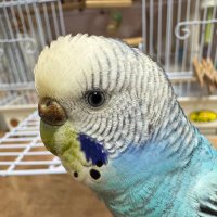 nico🦜🦊 (@pfunk1016) 's Twitter Profile