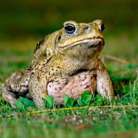 Toad_raiders (@raiderstoad) 's Twitter Profile