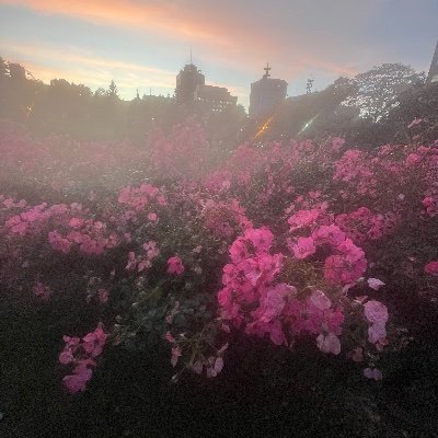 miku__mirusen's profile picture. 閲覧垢 05       ※無断フォロー・フォロリク失礼します。