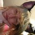dog#420699 (@puppydiaryy) Twitter profile photo dog#420699 (@puppydiaryy) Twitter profile photo
