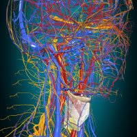 Vocal Cord🩺 (@vocalcordofdocs) Twitter profile photo