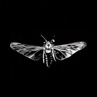 cicada (@cyb_ai) 's Twitter Profile Photo cicada (@cyb_ai) 's Twitter Profile Photo