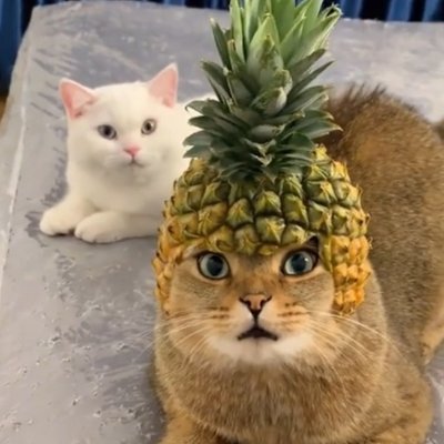 kartofelnyjem's profile picture. DEFI NFT AI MEME DEGEN