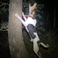 ThePerfectPredator (@oklapredator) 's Twitter Profile