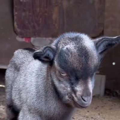 lam37998's profile picture. CFC 4 LiFe 💙💙