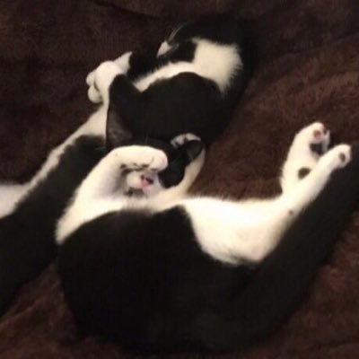 We bonded sisfurs😻~adopted as kittens & livin dah good life‼️ Luv treaties ,nip, naps & zoomies! #CatsOfTwitter #CatsOnTwitter #VoteBlue #KindnessMatters