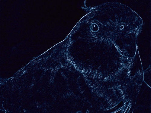 Tweet tweet