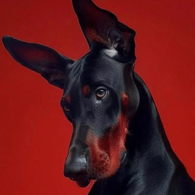 qi_liang7418's profile picture. 