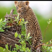 Ole Kasi KE🇰🇪(Olormeeni) (@olekasike) 's Twitter Profile
