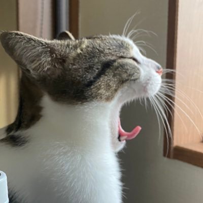 D6Mono's profile picture. 完全室内飼育に努める猫の主人 趣味垢