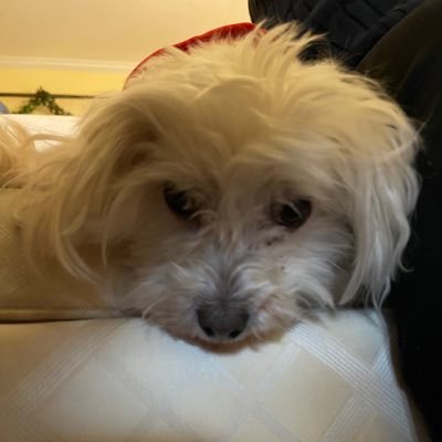 VicCincy's profile picture. 