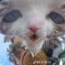secret sauce (@private_puppie) Twitter profile photo secret sauce (@private_puppie) Twitter profile photo