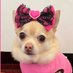 ๐ง๐ปโโ๏ธ๐ Tinkerbell ๐๐ง๐ปโโ๏ธ (@pomchi_puppy) Twitter profile photo ๐ง๐ปโโ๏ธ๐ Tinkerbell ๐๐ง๐ปโโ๏ธ (@pomchi_puppy) Twitter profile photo