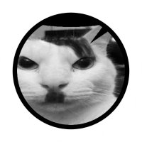 Benjamín Ahumada (@benjaminbestia) 's Twitter Profile