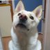 もみじ🐶新しい垢でっす (@momiji51222) Twitter profile photo もみじ🐶新しい垢でっす (@momiji51222) Twitter profile photo
