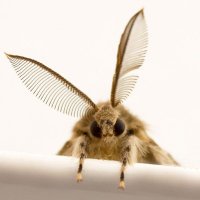 evil moth (@evilfuckingmoth) 's Twitter Profile