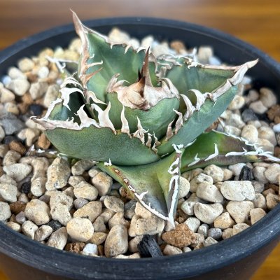 私は栽培が大好きです。日光の下で植物がすくすくと成長する過程を観察することで、無限の喜びと満足を与えてくれました。🥑🥑