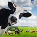 Devin Nunes’ cow 🐮 (@devincow) Twitter profile photo Devin Nunes’ cow 🐮 (@devincow) Twitter profile photo