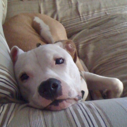 N82XLR8's profile picture. 