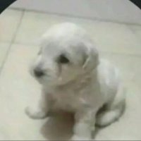 Copito insano (@holassoycopito) 's Twitter Profile Photo Copito insano (@holassoycopito) 's Twitter Profile Photo