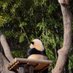 âÏΜÑâ¡pandaðŒ (@panda777love) Twitter profile photo âÏΜÑâ¡pandaðŒ (@panda777love) Twitter profile photo